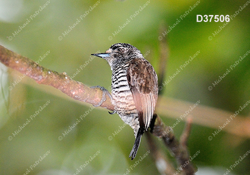 White-barred Piculet (Picumnus cirratus)